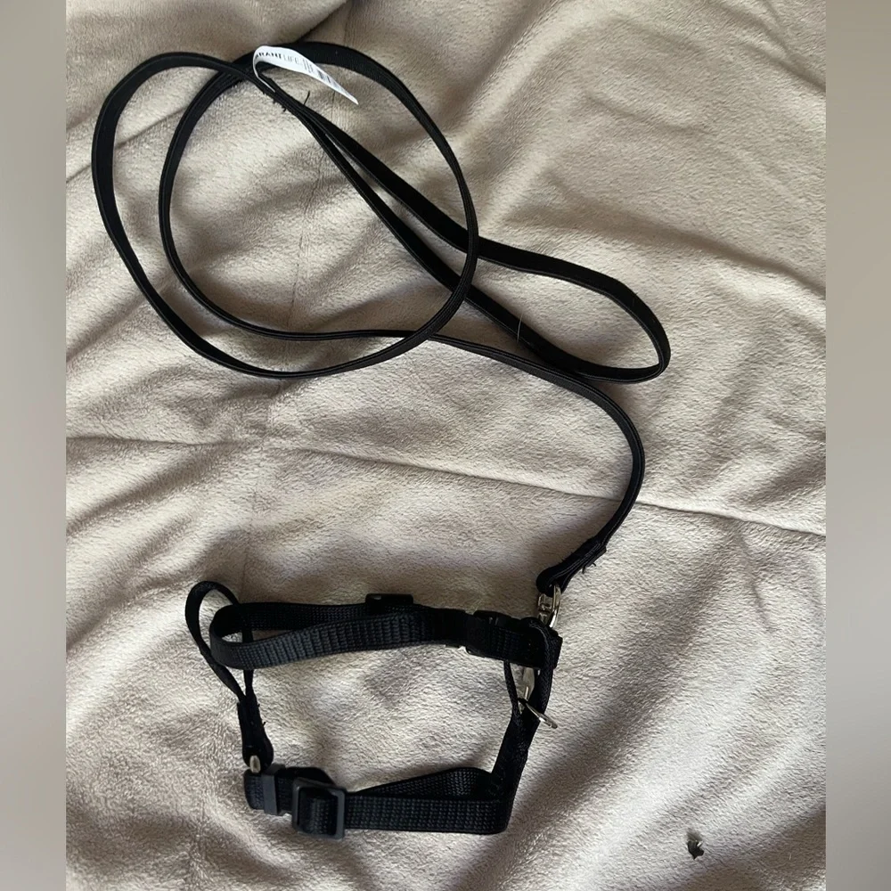 Kitten Harnesses(2) and Leash